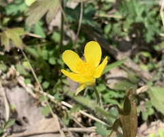 Ranunculus hispidus hispidus