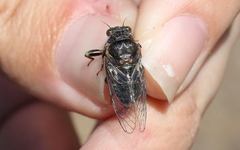 Maoricicada campbelli