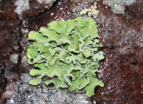 Yellow Ribbon Lichen