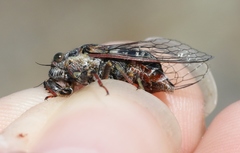 Maoricicada campbelli