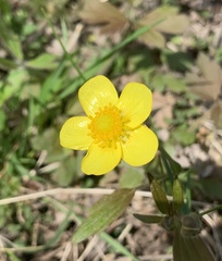 Ranunculus hispidus hispidus