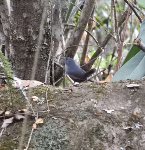 Diamantina Tapaculo (Scytalopus diamantinensis), photo 7