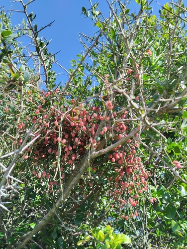 Ephedra tweedieana (Ephedra tweedieana)