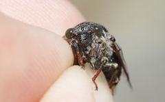 Maoricicada campbelli