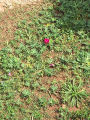 Callirhoe involucrata