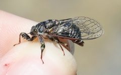 Maoricicada campbelli