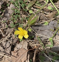 Ranunculus hispidus hispidus