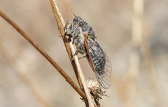 Maoricicada campbelli