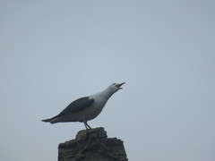 Larus fuscus