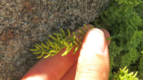Cryptogramma fumariifolia, photograph 3