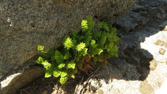 Cryptogramma fumariifolia, photograph (c) Ariadna Tripaldi, some rights reserved (CC BY)