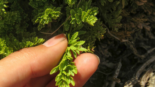 Cryptogramma fumariifolia, photograph 4