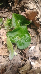 Asarum canadense