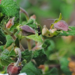 Adela australis