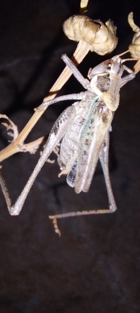 Xyrdectes chileno