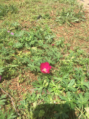 Callirhoe involucrata