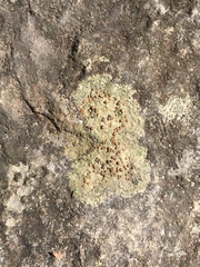 Protoblastenia rupestris