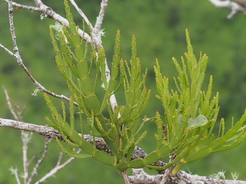 Korthalsella complanata