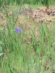 Camassia leichtlinii