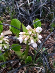 Fagopyrum esculentum