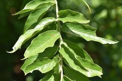 Combretum erythrophyllum