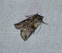 Abrostola microvalis