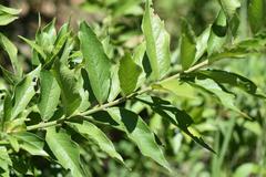 Combretum erythrophyllum