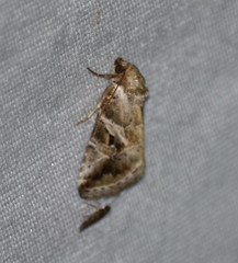 Diastema cnossia