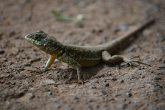 Tropidurus catalanensis