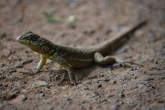 Tropidurus catalanensis