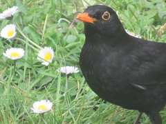 Turdus merula