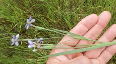 Sisyrinchium chilense