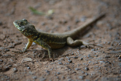 Tropidurus catalanensis