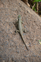 Tropidurus catalanensis