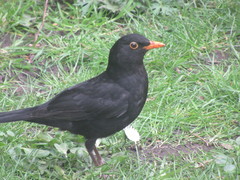 Turdus merula