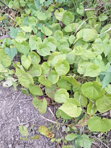 Dioscorea esculenta observed 2023-12-28
