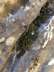 Schistidium agassizii