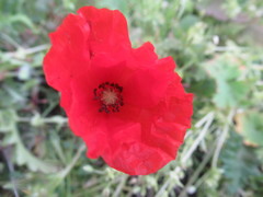 Papaver rhoeas