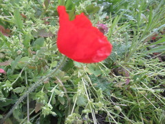 Papaver rhoeas
