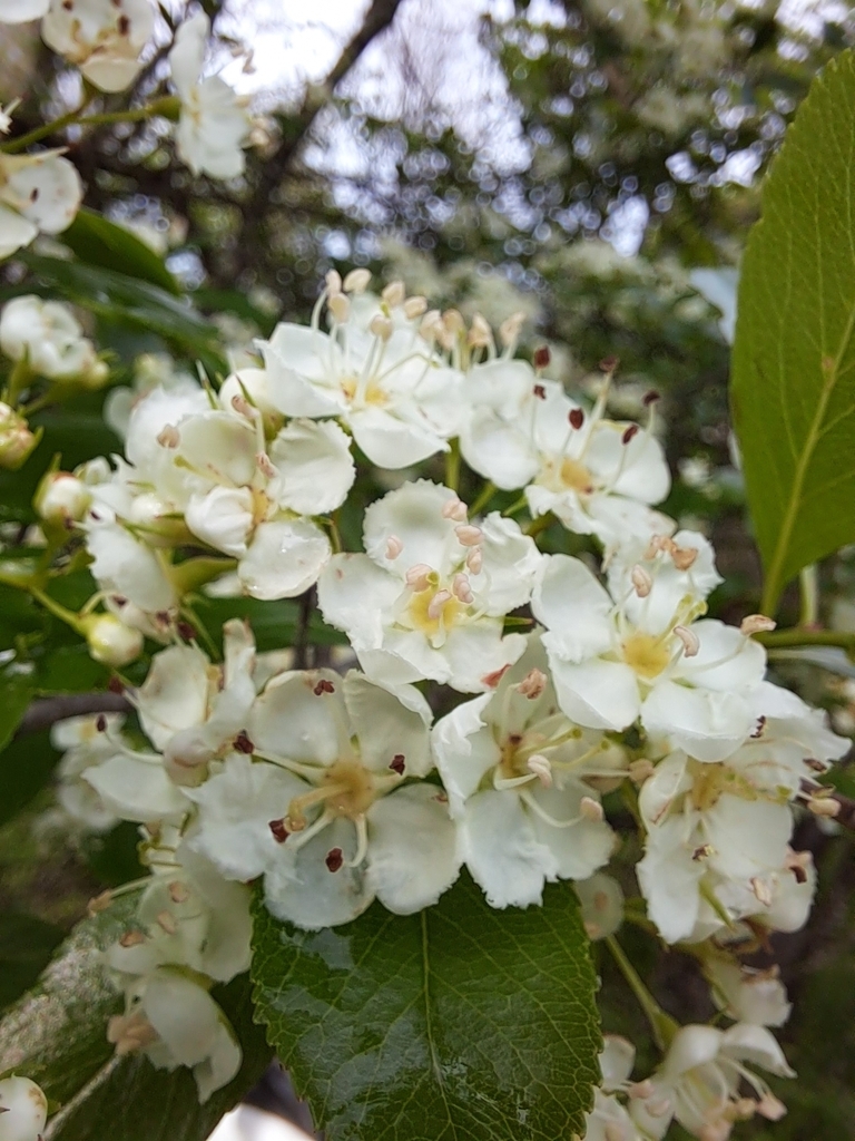 Crataegus crus-galli (Crataegus Crus Galli) — an easy houseplant, prefers full sun light