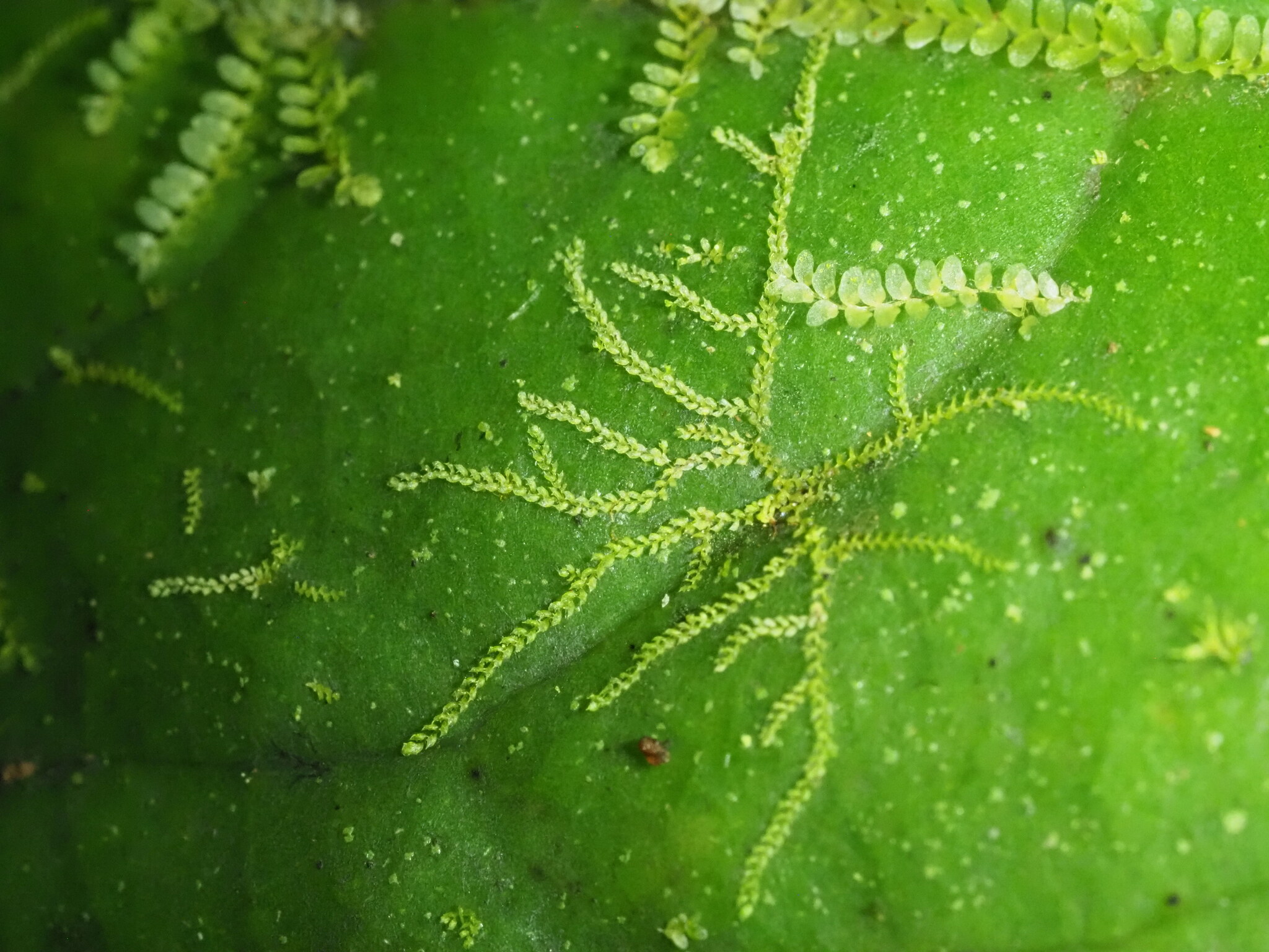 Drepanolejeunea ungulata