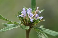 Hygrophila auriculata