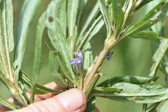 Hygrophila auriculata