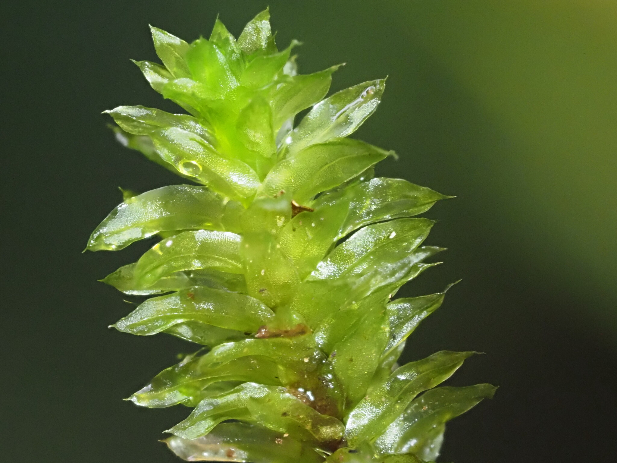 Distichophyllum freycinetii
