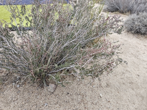 Image of Tetracoccus hallii by no rights reserved