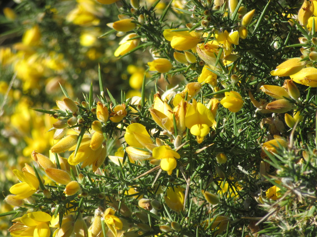 gorse from Riverton, New Zealand on April 07, 2019 at 01:37 PM by Lloyd ...