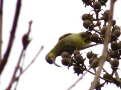 Arachnothera chrysogenys