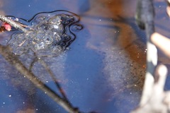 Lithobates sylvaticus
