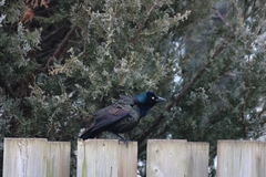 Quiscalus quiscula