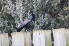 Quiscalus quiscula
